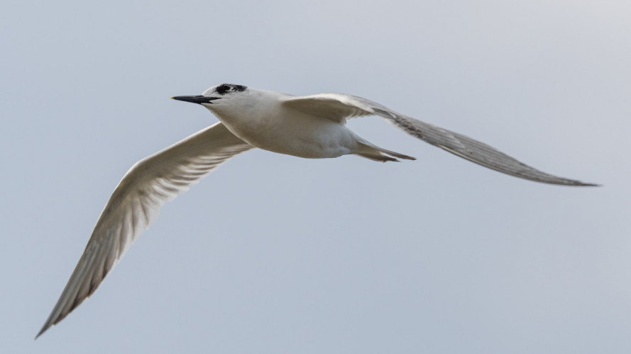 Sandwich Tern, by Philip Croft/BTO