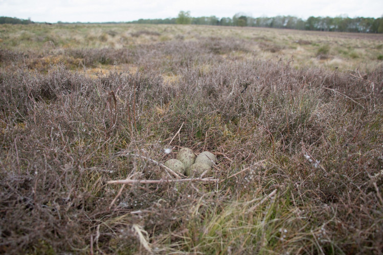 Curlew nest, by Samantha Franks / BTO