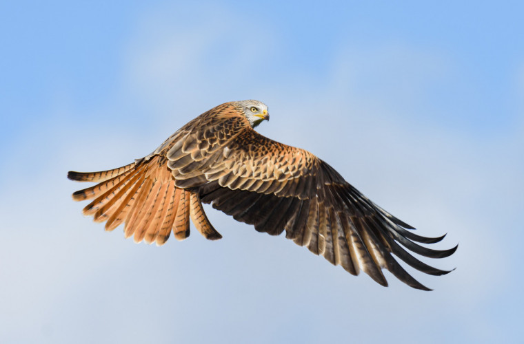 Red Kite, by Philip Croft/BTO