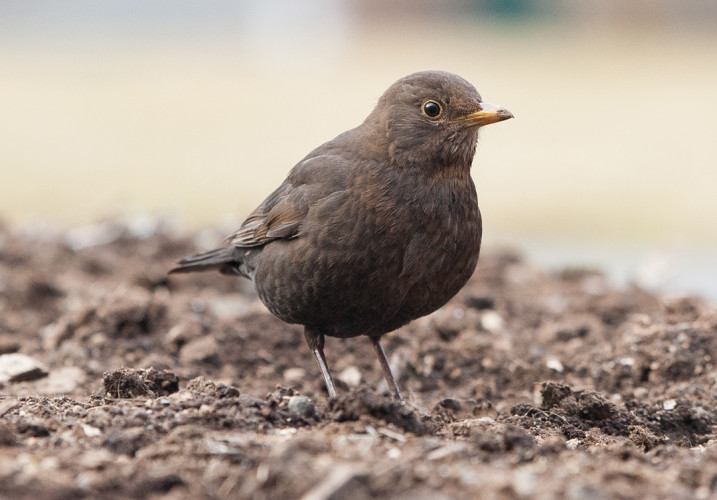 Blackbird | BTO - British Trust for Ornithology