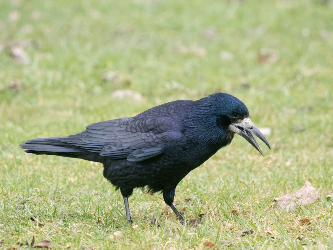 Rook, by Edmund Fellowes/BTO