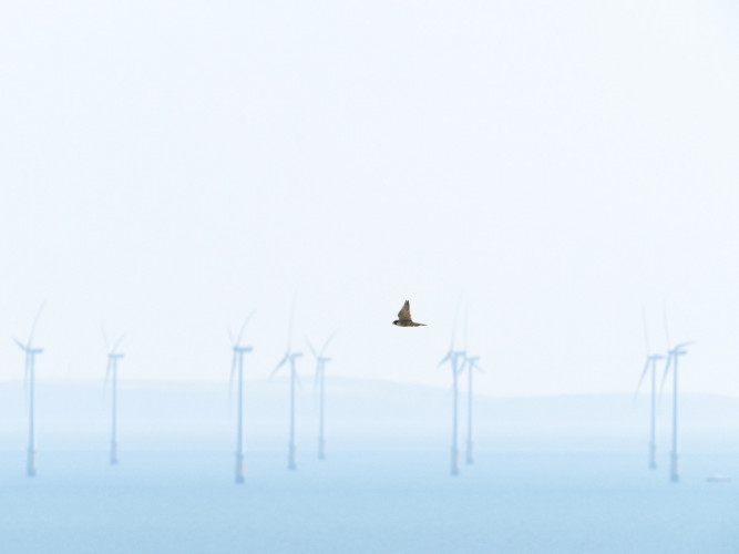 Peregrine and offshore wind farm, by Edmund Fellowes / BTO