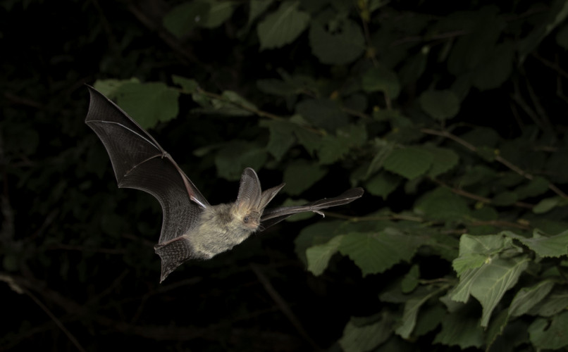 Brown Long-eared Bat, by Chris Damant