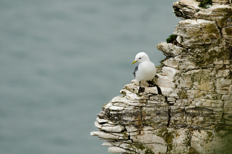 Kittiwake, by Richard Jackson / BTO