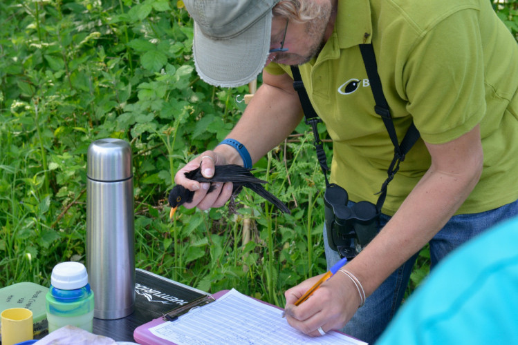 Bird ringing, by Rob Read / BTO