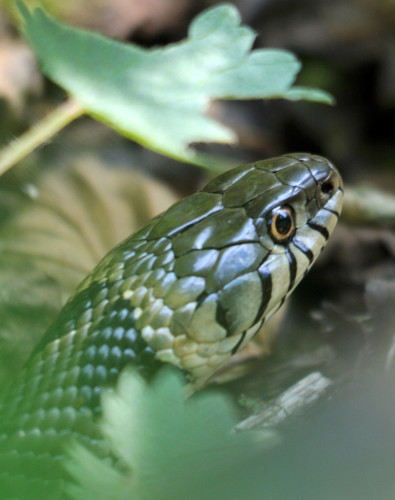Grass Snake, by Amy Lewis / BTO