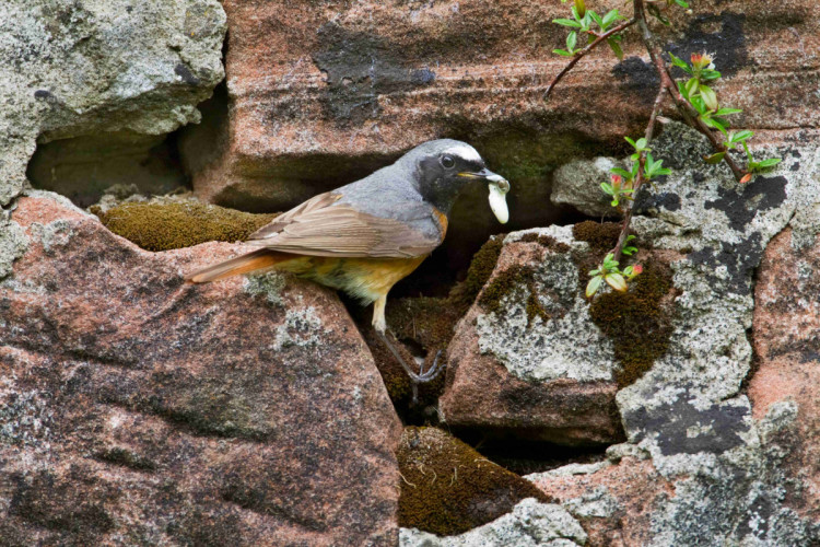 Redstart, by Edmund Fellowes / BTO