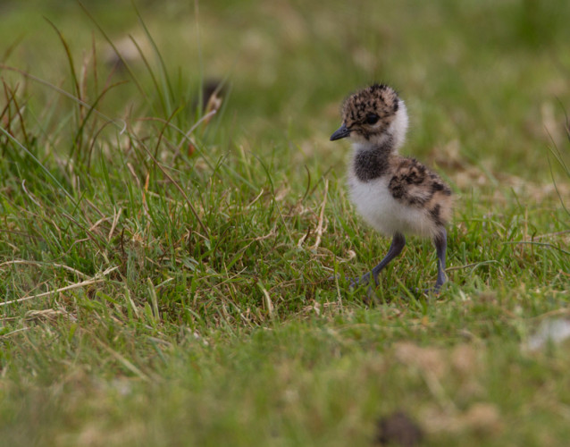 Lapwing chick, by Liz Cutting