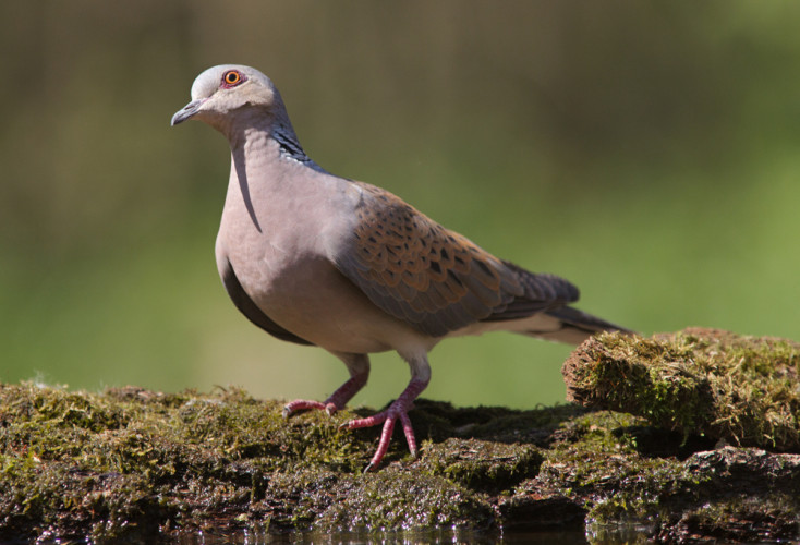 Turtle Dove, by Edmund Fellowes / BTO