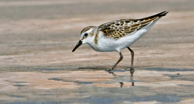 Little Stint, by Paul Hillion / BTO