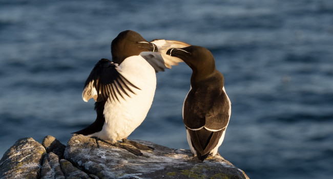 Razorbills, by Edmund Fellowes/BTO