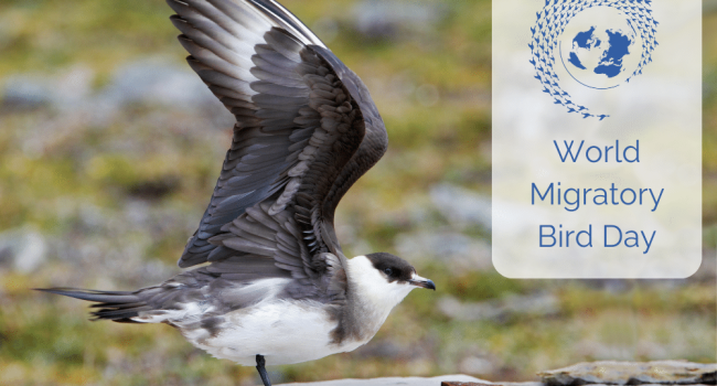 A photo of an Arctic Skua with the World Migratory Bird Day Logo. This is a blue outline of the earth, surrounded by a spiral of flying birds.