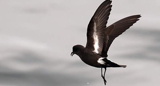 Storm Petrel | BTO - British Trust For Ornithology