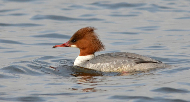 Goosander by Adam Jones