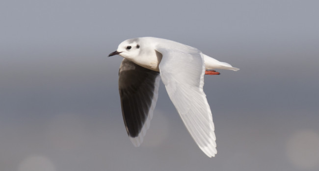 Little Gull by Chris Mills | norfolkbirding.com