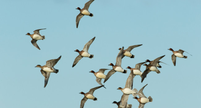 Wigeon by Edmund Fellowes