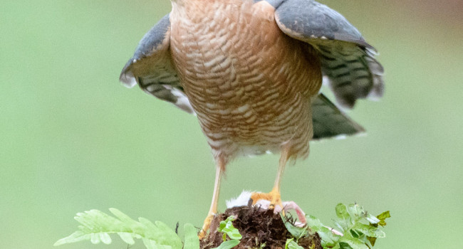 Sparrowhawk. Sarah Kelman / BTO