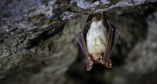Greater Mouse-eared Bat. Sergey Ryzhkov / stock.adobe.com