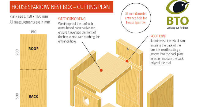 English budgie nest box sales size