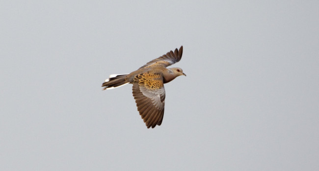 Turtle Dove, by Graham Catley / BTO