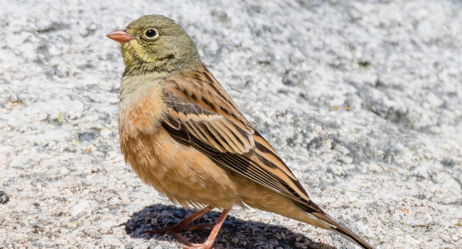 Ortolan Bunting, Philip Croft / BTO