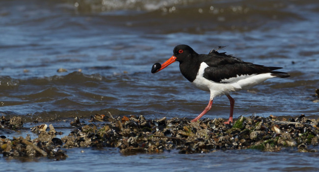 Oystercatcher, Liz Cutting/BTO