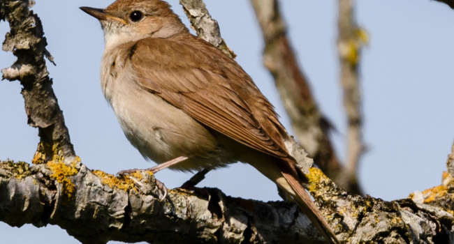 Nightingale, by Philip Croft / BTO