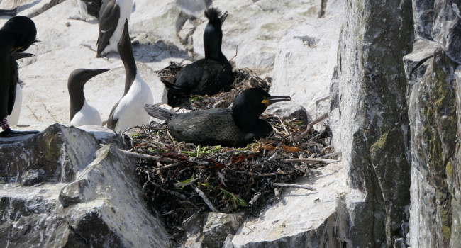 Shags and Guillemots, Mike Toms / BTO