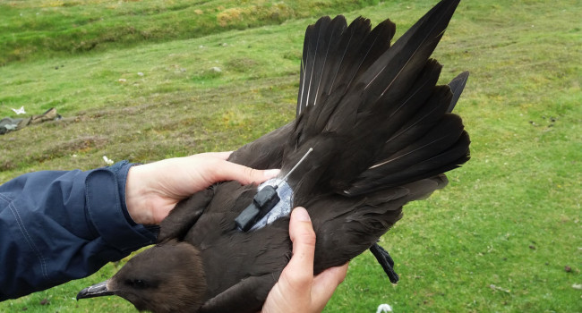 Tagged Arctic Skua, by Sarah Harris / BTO