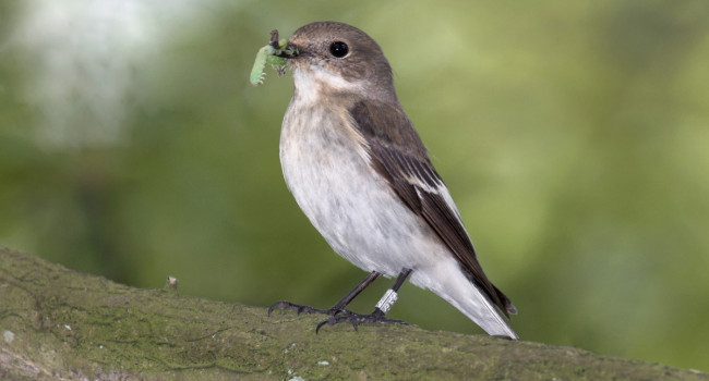 Pied Flycatcher, by John Harding/BTO