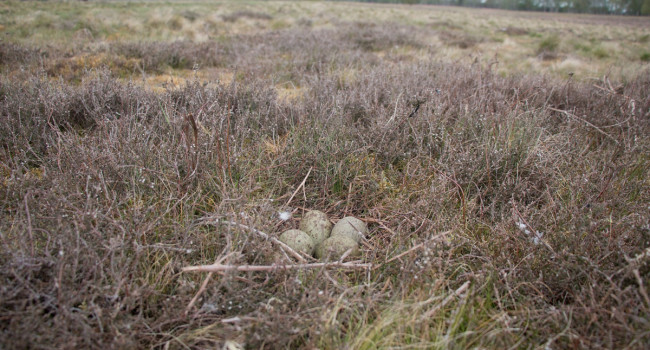 Curlew nest, by Samantha Franks / BTO