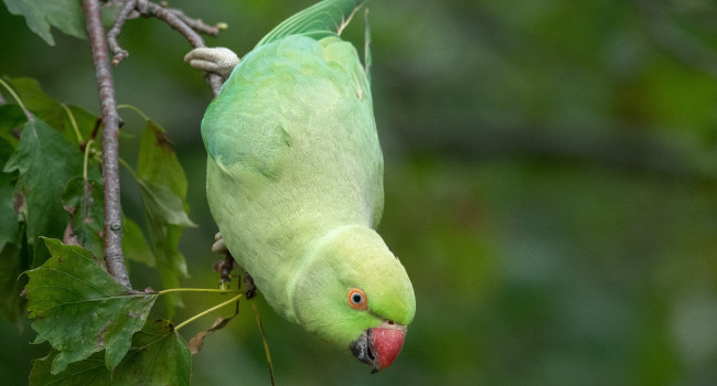 Ring-necked Parakeet, by Sarah Kelman / BTO
