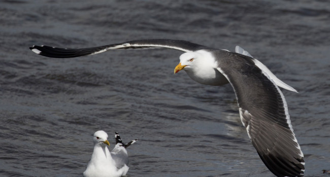 Great Black-backed Gull, by Liz Cutting / BTO