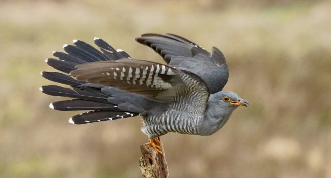 Cuckoo, Edmund Fellowes / BTO