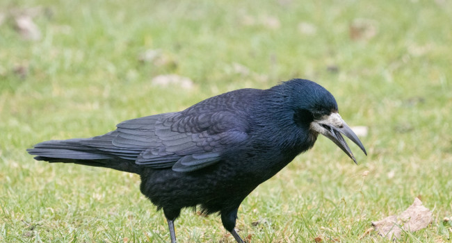 Rook, by Edmund Fellowes/BTO