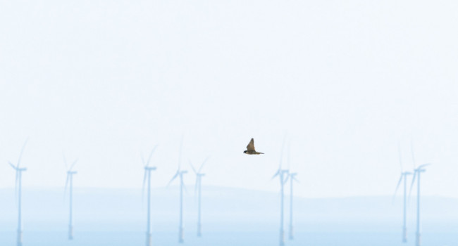 Peregrine and offshore wind farm, by Edmund Fellowes / BTO