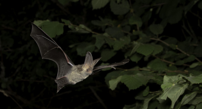 Brown Long-eared Bat, by Chris Damant