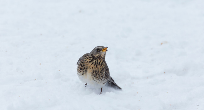 Fieldfare, by Edmund Fellowes / BTO