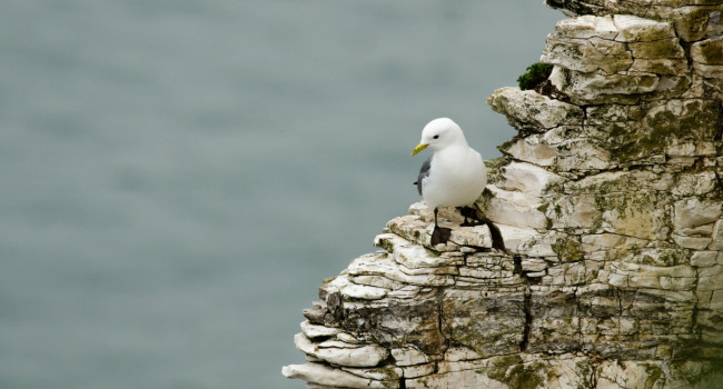 Kittiwake, by Richard Jackson / BTO