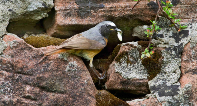 Redstart, by Edmund Fellowes / BTO