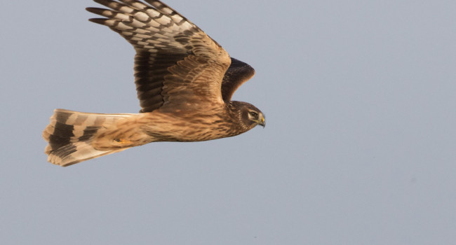 Hen Harrier, by Liz Cutting / BTO