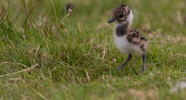 Lapwing chick, by Liz Cutting