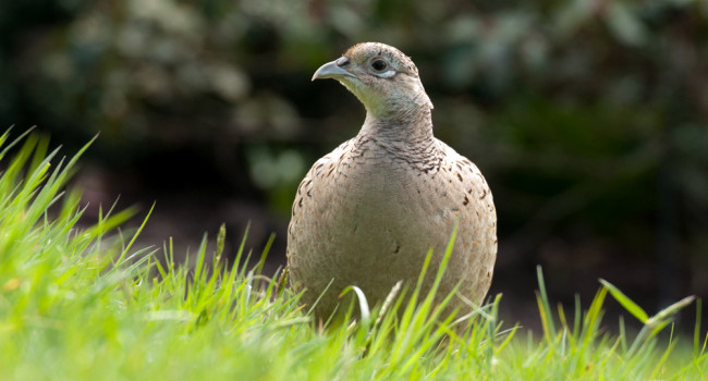 Pheasant, by Sarah Kelman / BTO