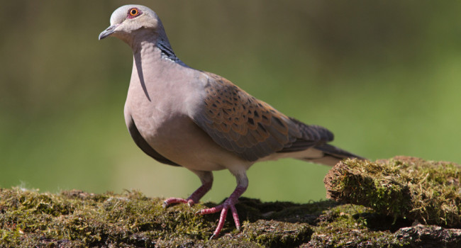 Turtle Dove, by Edmund Fellowes / BTO