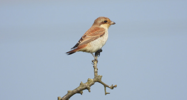 Red-backed Shrike at Spurn Migration Festival 2024, by Peter Wilson