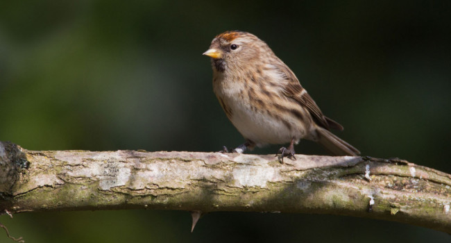 Redpoll, by Liz Cutting / BTO