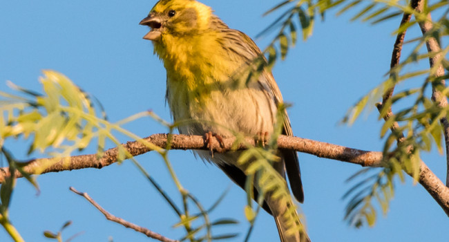 Serin, by Philip Croft / BTO