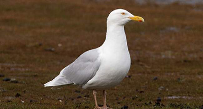 Glaucous Gull | BTO - British Trust For Ornithology