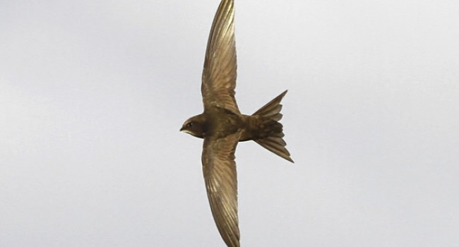 Swift. Photograph by Dennis Atherton