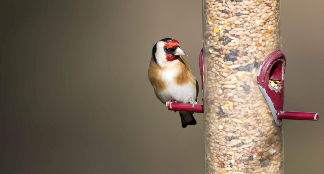 bto garden bird feeding survey